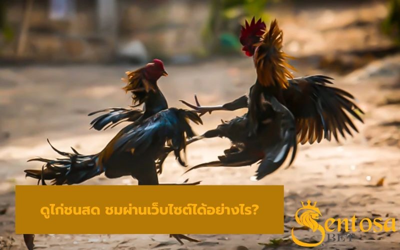 ดูไก่ชนสด