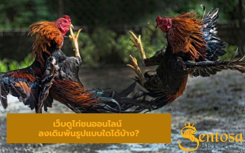 ดูไก่ชนสด